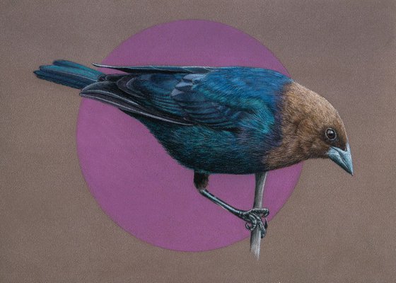 Original pastel drawing bird "Brown-headed Cowbird"