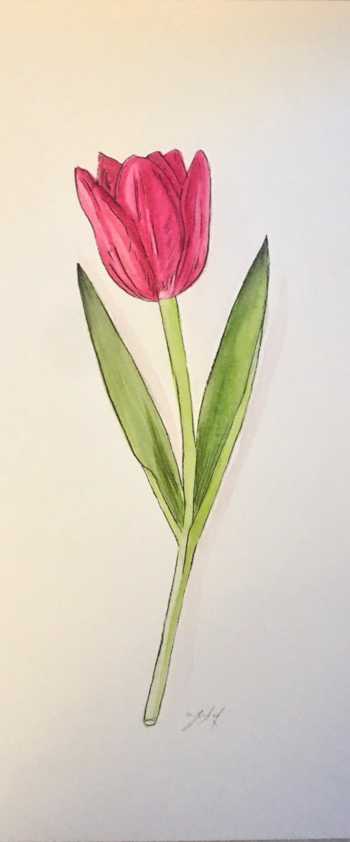 Pink tulip by Amelia Taylor