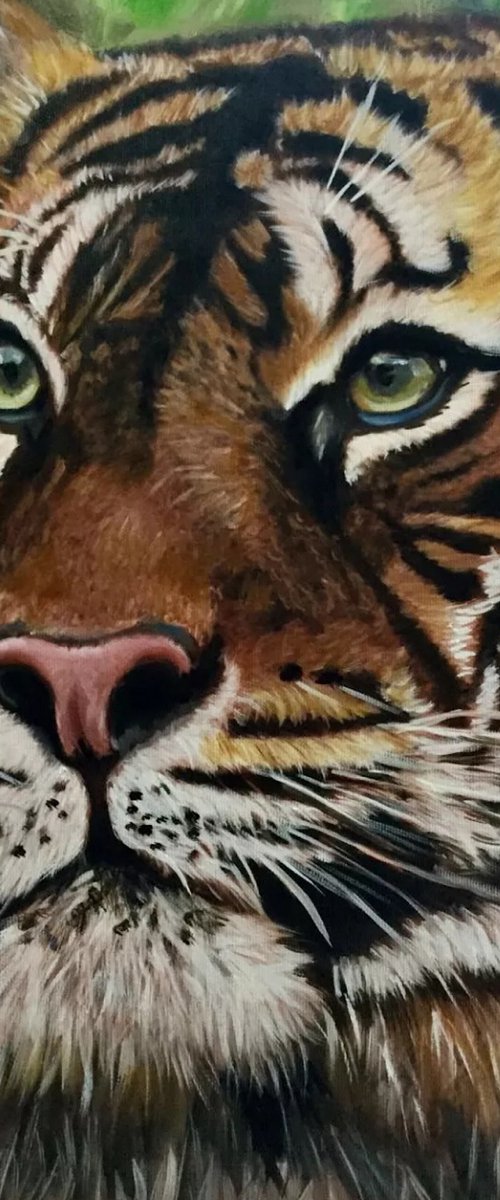 Clever eyes . Tiger . by Olga Koval