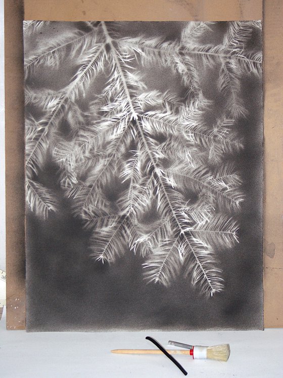 Abies alba I (Silver fir)