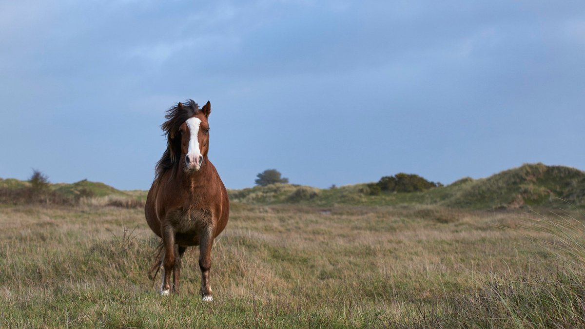 The stand off by Dean Buckfield