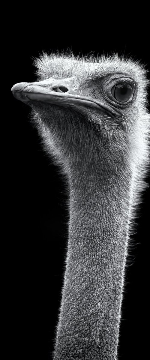 Ostrich head by Paul Nash