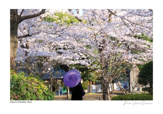 Sakura Umbrella - A5