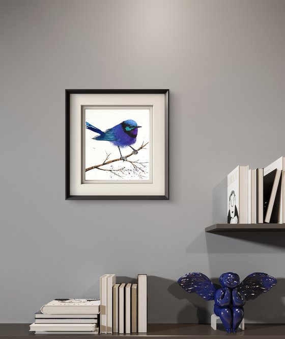 Splendid ultramarine Fairywren