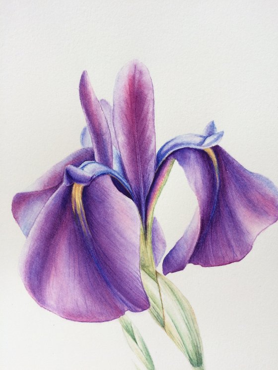 Violet Iris “Reticulata Joyce”, Original Watercolor