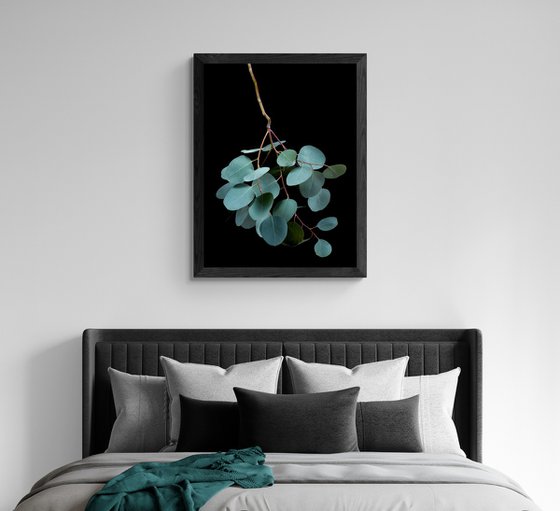Eucalyptus Cinerea