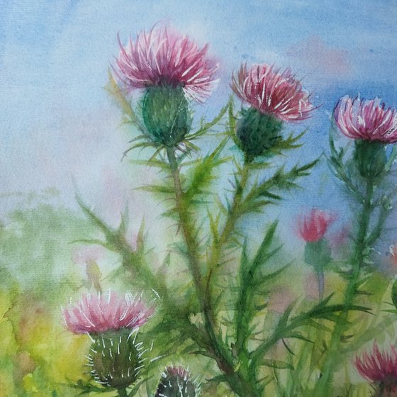 Scottish Thistle bush