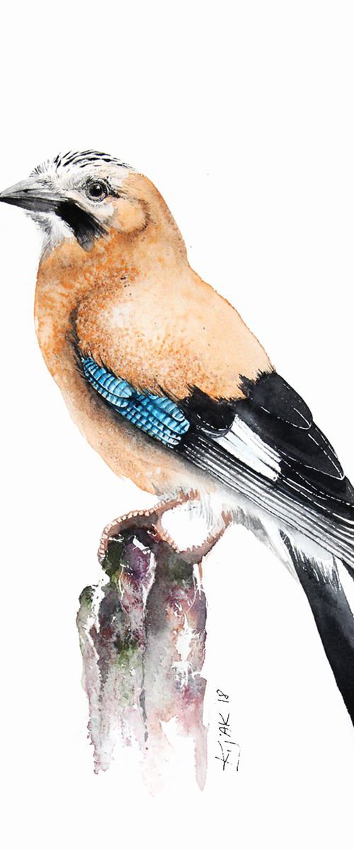 Eurasian Jay, wildlife, birds and animals by Karolina Kijak