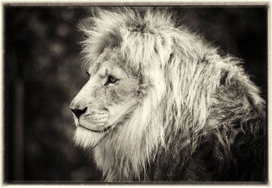 The lion (Panthera leo)