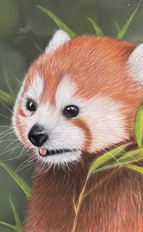 Red panda by Maxine Taylor