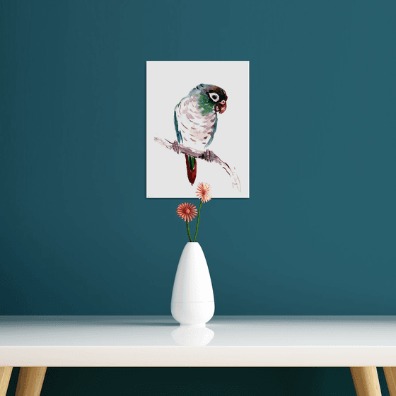 Conure parrot