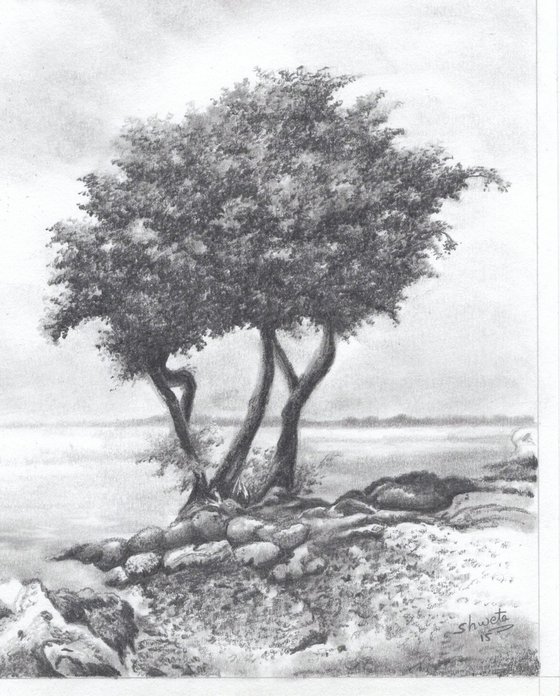 Monterey Cypress Tree II