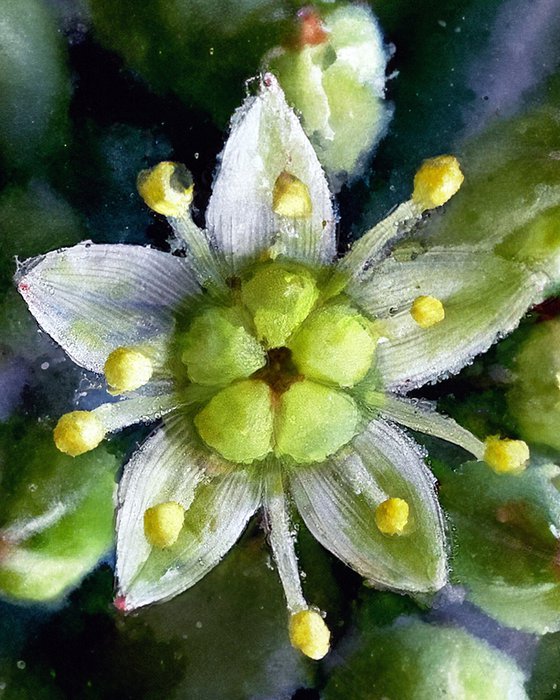 Tiny Sedum Star, matted