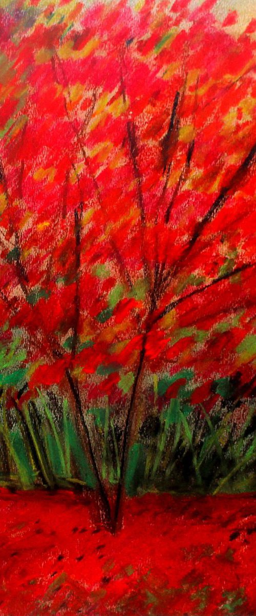 Autumn Acer III by Paul J Best