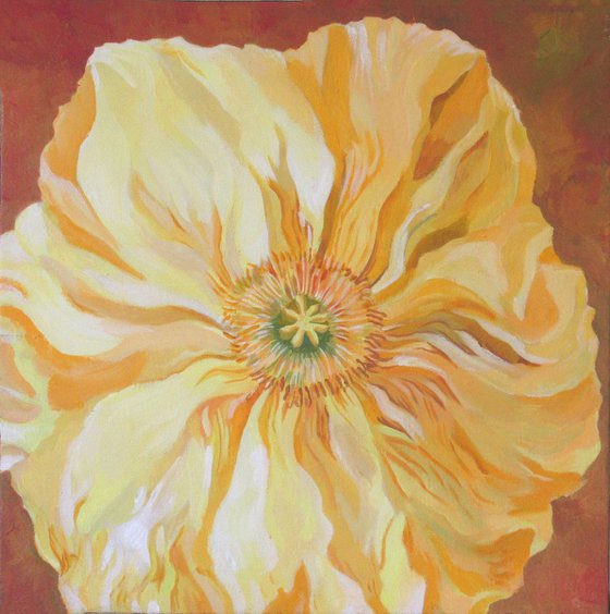 one yellow poppy