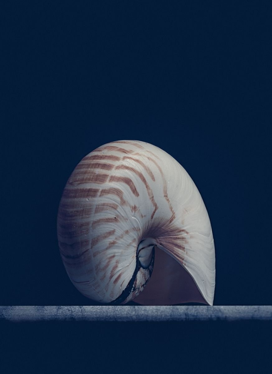 Impressionistic Still Life Photograph By Paul Nash, 16 X 24", Nautilus Shell, Original Artwork
