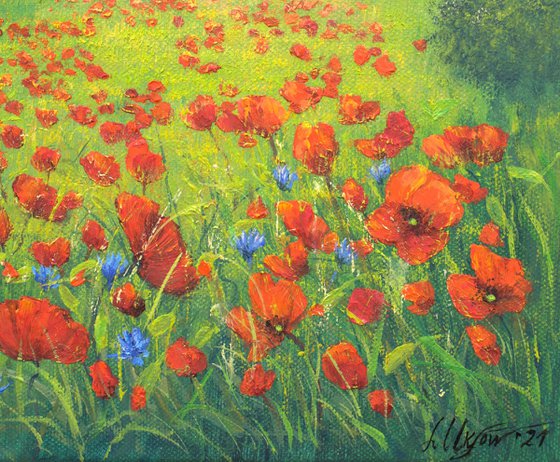 Poppy field in summer