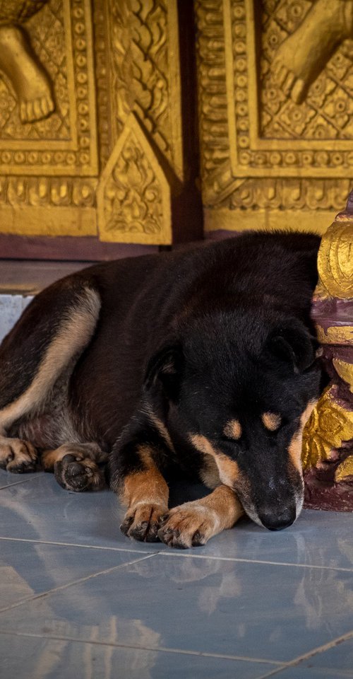 Temple Dogs of Laos No.5 by Serge Horta