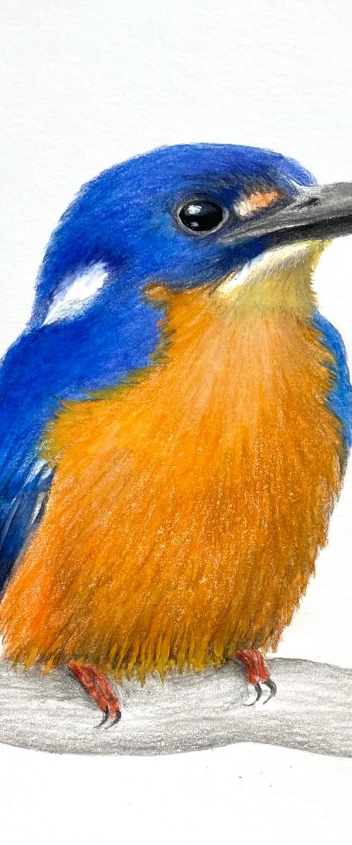 Azure Kingfisher by Amanda Gosse