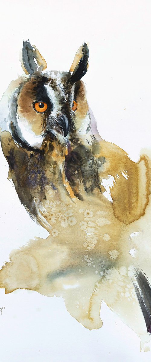 Long-eared owl - differently by Andrzej Rabiega