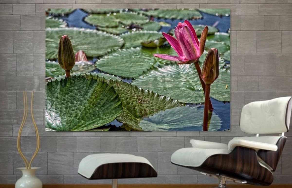 Photorealistic Botanical Photograph By Marc Ehrenbold, 40 X 30", Water Lilies, Original Artwork