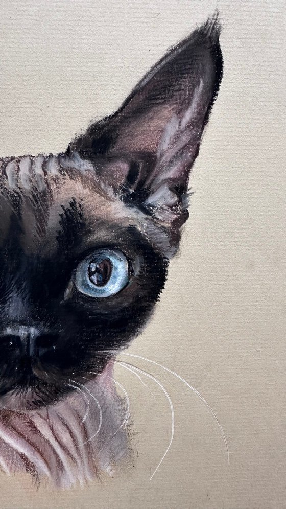 Portrait of sphynx with "Penetrating glance"