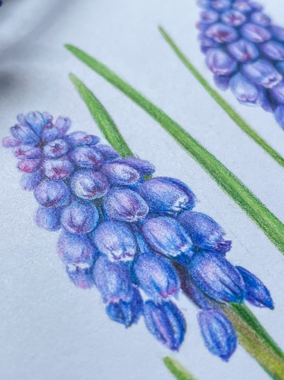 Muscari flowers