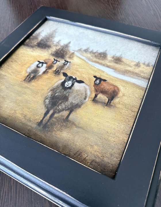Curious sheep