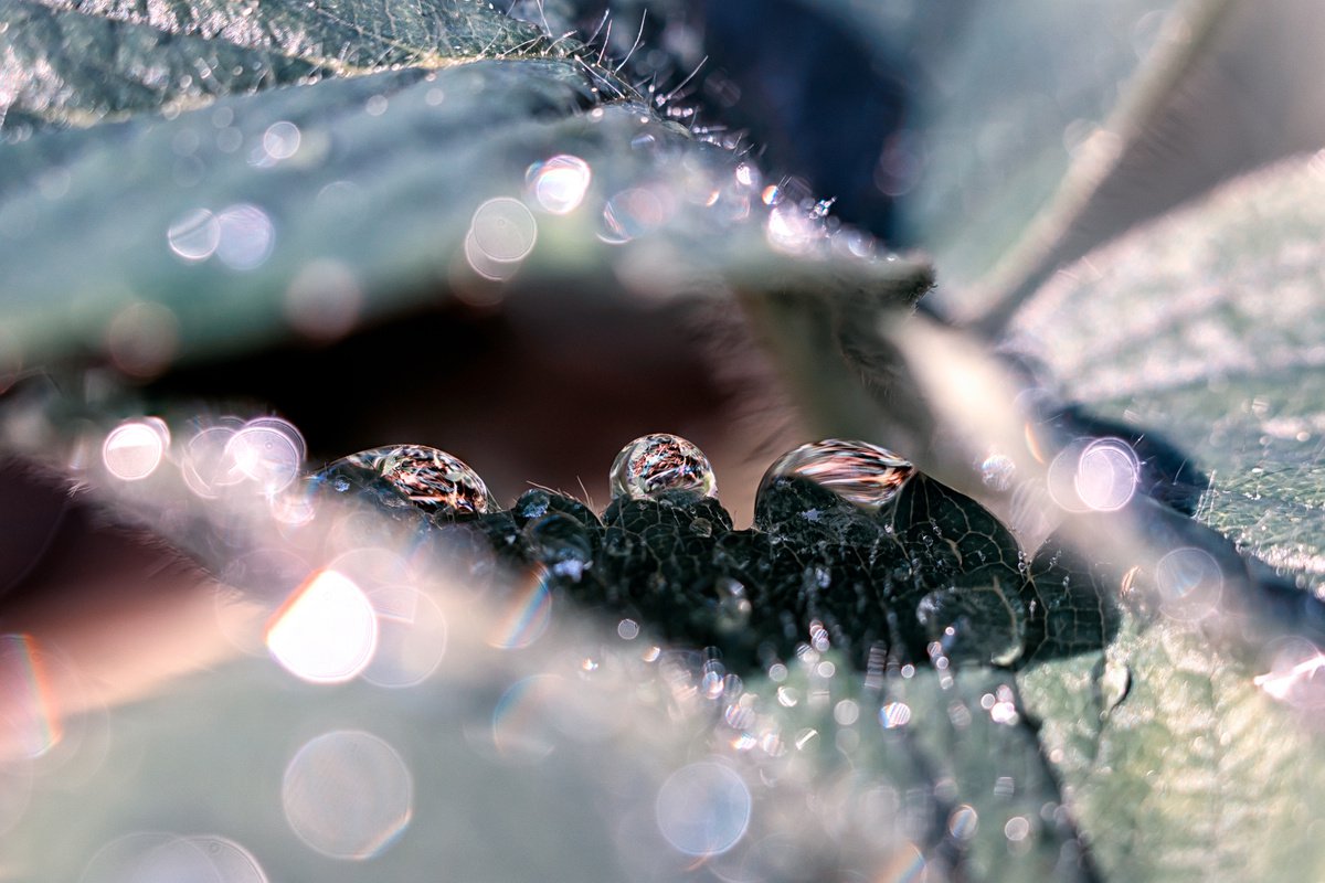 Strawberry cosmos - macro photo of dewdrops on the strawberry leaves, limited edition prin... by Inna Etuvgi