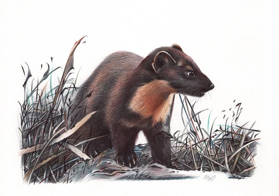 European Pine Marten