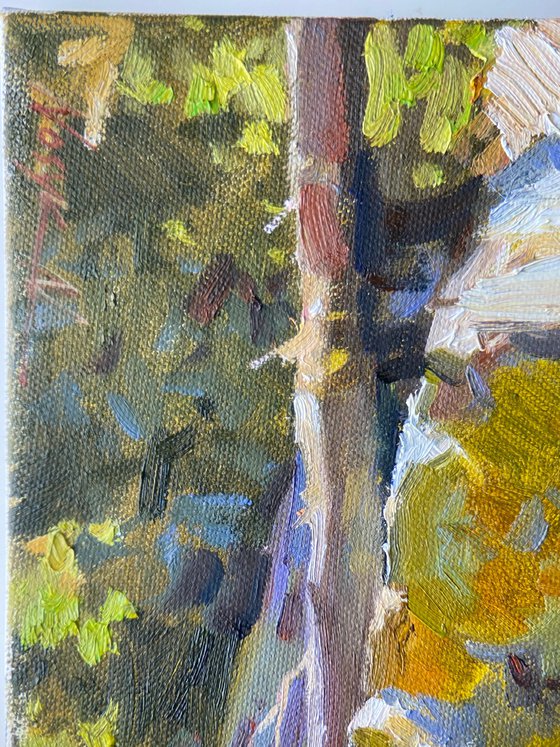 Woods reflections