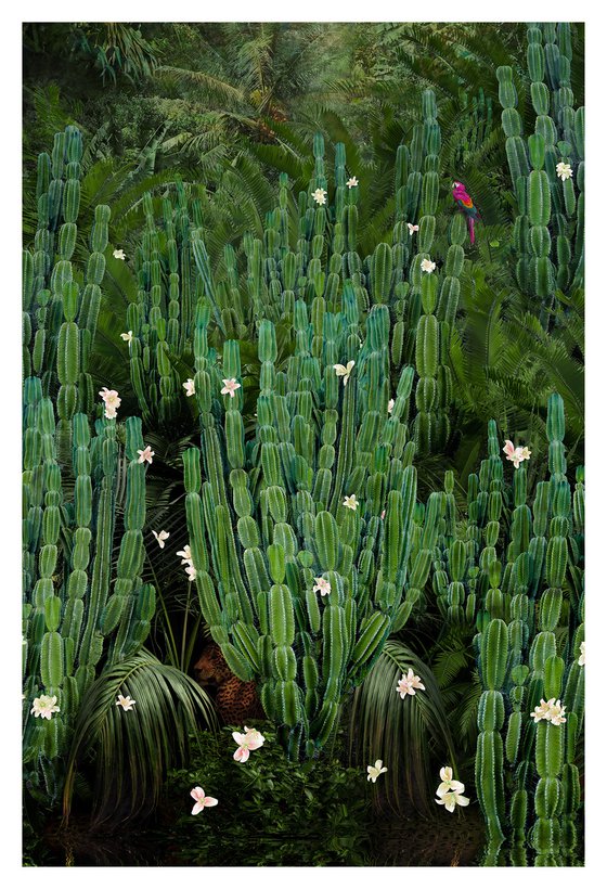 Cactus Forest - Framed