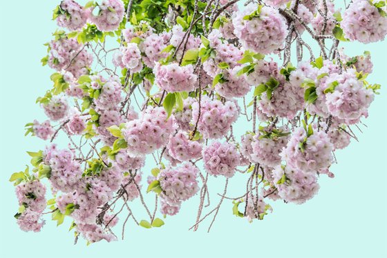 Blossom