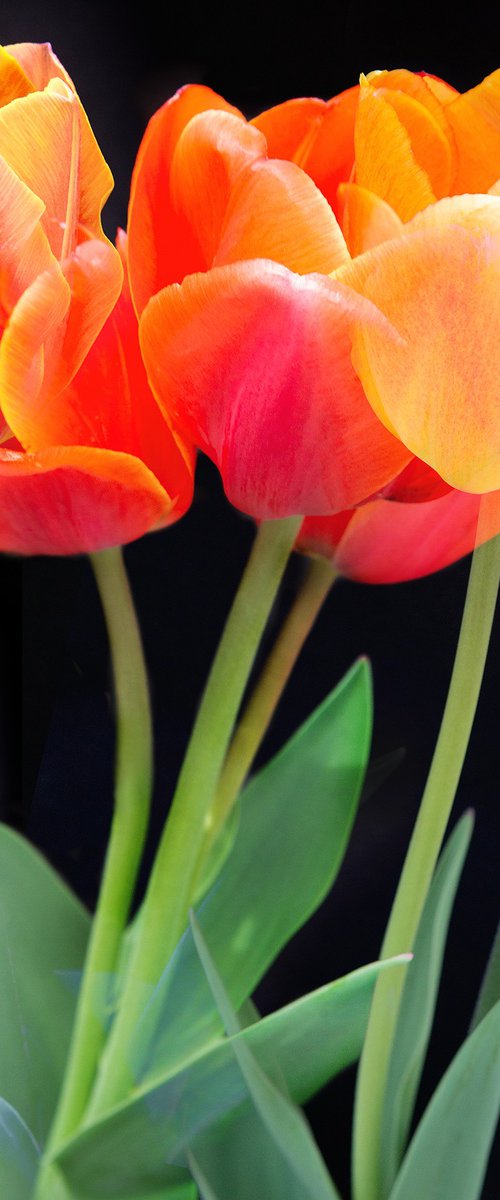 Tulips by MICHAEL FILONOW