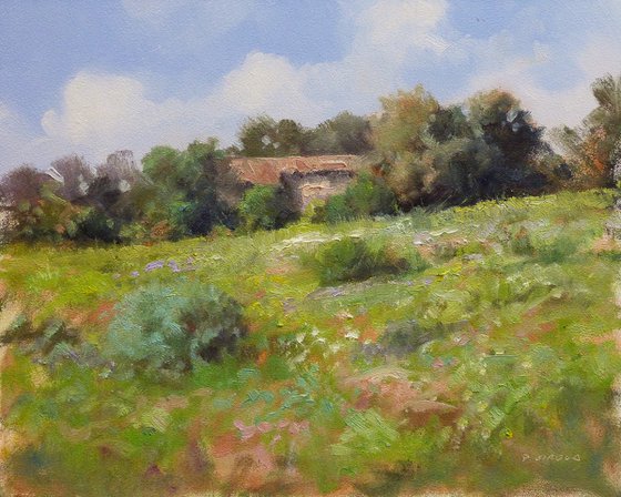 Field in Provence