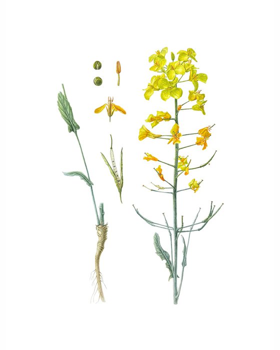 Rapeseed, yellow wild flowers