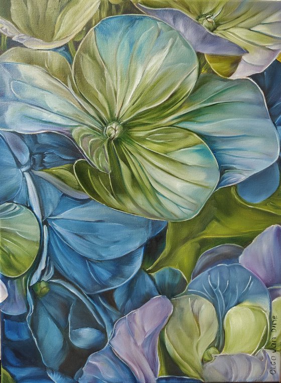 Hydrangea 2