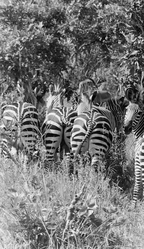 Find a Zebra by Anna Tuzyuk