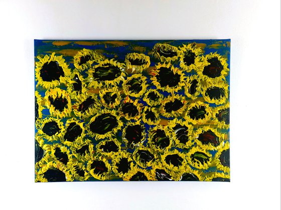 Blooming sunflowers 7