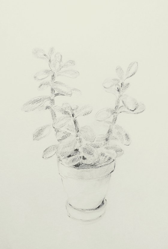 Money Tree #1. Original pencil drawing. 2020