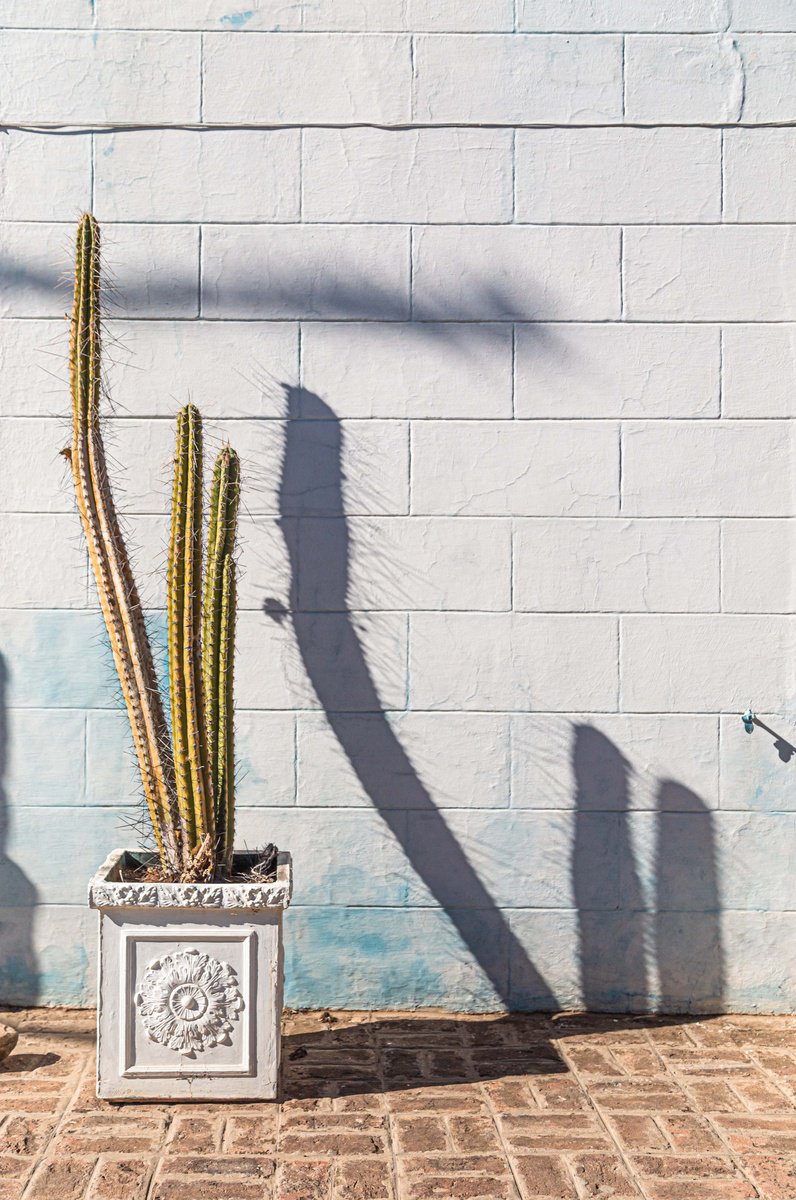 Shadows and Saguaro I by Fatima Mian