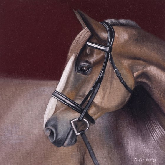 horse portrait 43