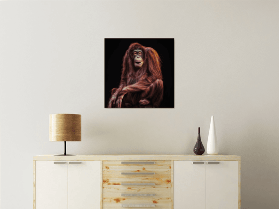Female Orang-utan
