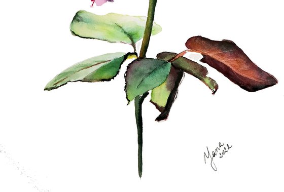 Single Pink Rose - Minimalistic Watercolor Painting
