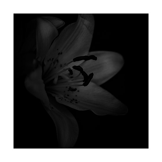 Lily Blooms Number 4 - 12x12 inch Fine Art Photography Limited Edition #1/25