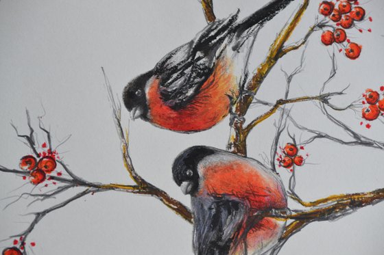 Bullfinches