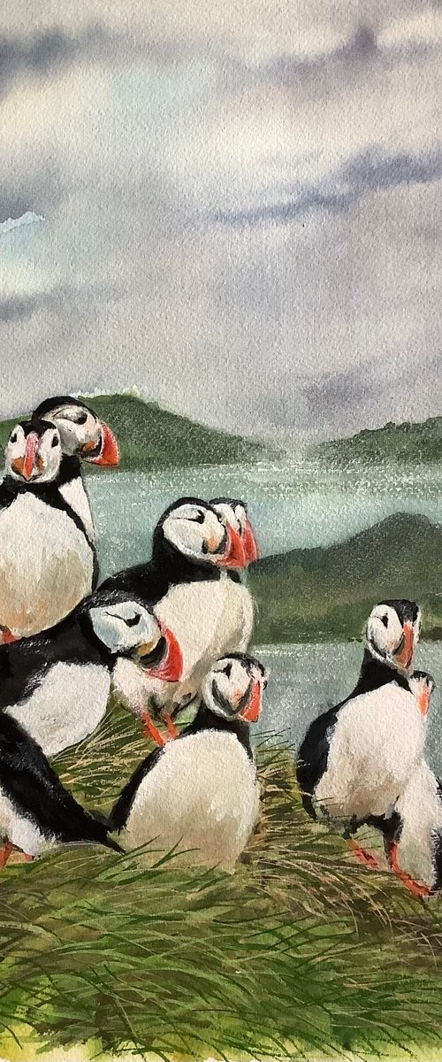 Puffins by Darren Carey