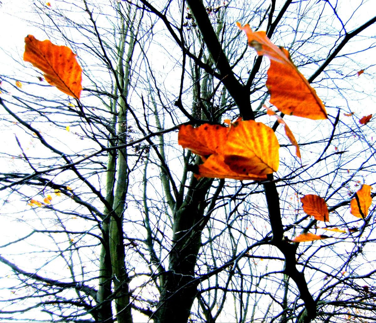 Windy leaves by Christopher West