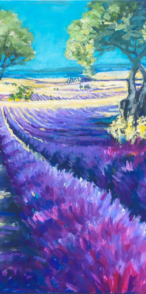 French Lavender fields by Patricia Clements
