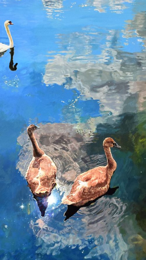 Swimming in the Sky: Swans on a Mirror Lake by Abi Whitlock